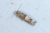 Crocidosema plebejana