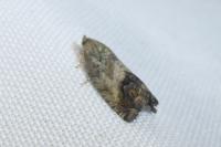 Cydia splendana