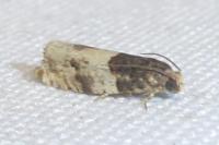 Gypsonoma dealbana