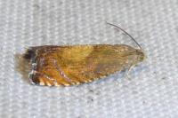 Pammene aurita