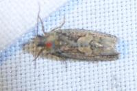 Zeiraphera isertana