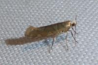 Argyresthia brockeella