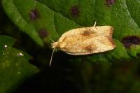 Agonopterix nervosa