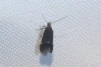 Oxypteryx atrella
