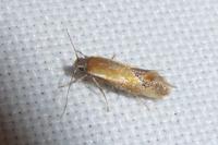 Batia lunaris