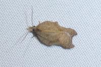 Acleris emargana