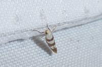 Argyresthia brockeella