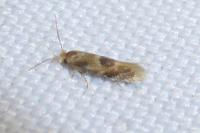 Bucculatrix ulmella