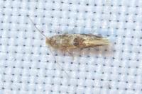 Bucculatrix ulmella
