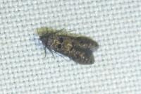 Sorhagenia
