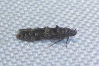 Sorhagenia