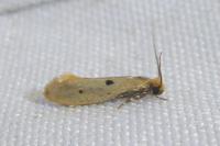 Tinea trinotella