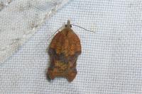 Acleris emargana