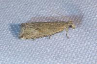 Bactra lancealana