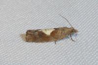 Epinotia solandriana