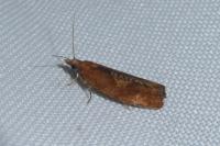 Epinotia solandriana