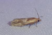 Eucosma gr. cana