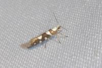 Argyresthia brockeella