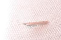 Coleophora