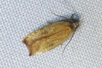 Agonopterix nervosa