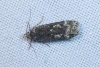 Anacampsis