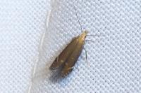 Monochroa cytisella