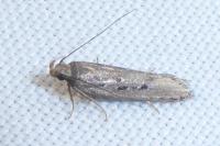 Neofaculta ericetella