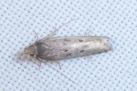 Neofaculta ericetella
