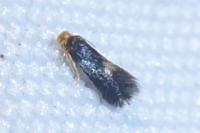 Stigmella