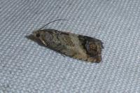 Cydia splendana