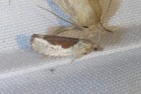 Epinotia solandriana