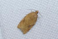 Acleris ferrugana/notana