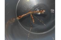Amblyptilia acanthadactyla