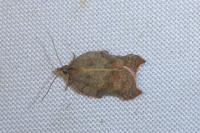 Acleris emargana