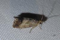Cydia splendana