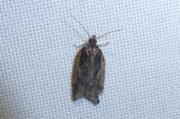 Acleris hastiana/cristana
