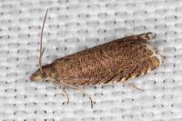 Dichrorampha eximia