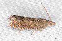 Dichrorampha eximia