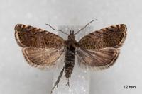 Dichrorampha eximia