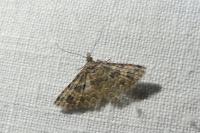 Alucita hexadactyla