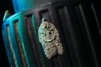Acleris literana