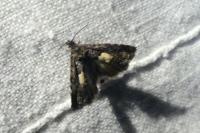 Epiblema gr. sticticana