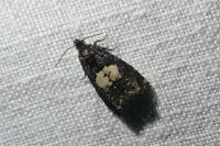 Epiblema gr. sticticana