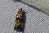 Eupoecilia angustana
