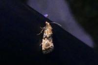 Eupoecilia angustana