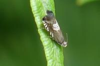 Grapholita compositella