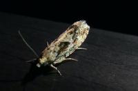 Zeiraphera isertana