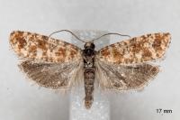 Rhyacionia pinivorana