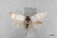 Elachista heringi