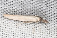 Megacraspedus gallicus